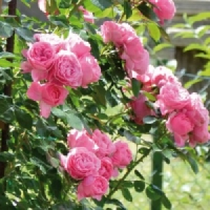 Gartenrosen 2.59 €