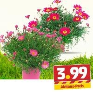 Margeriten-Minibusch 3.99&nbsp;&euro;