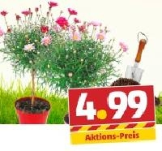 Margeriten-Ministamm 4.99&nbsp;&euro;