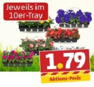 Beetpflanzen 1.79&nbsp;&euro;