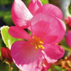 Beetpflanzen 1.49&nbsp;&euro;