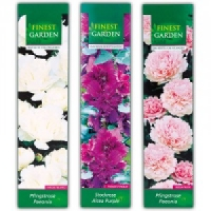 Stockrose / Pfingstrose 2.99 €