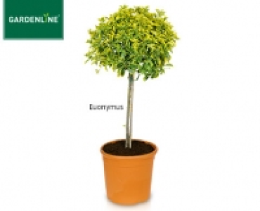 GARDENLINE®Toskana-Stämmchen 14.99 €