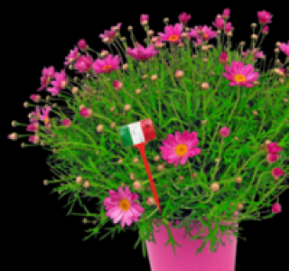 Margeritenbusch 5.99 €