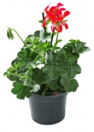 Geranien 1.49 €
