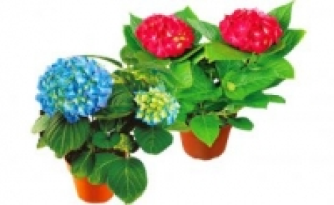 Hortensien 2.99 €