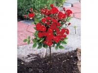 Lidl  Mini-Stammrose Rot,1 Pflanze
