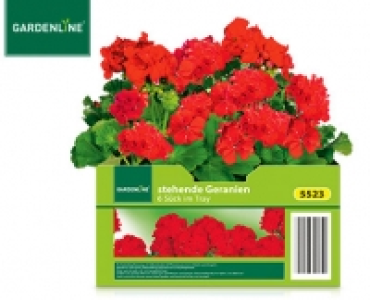 Aldi Süd  GARDENLINE®Beet- und Balkonpflanzen, 6er-Tray