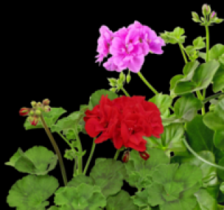 Geranien 1.09 €