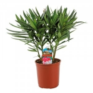 Oleanderbusch 5.99 €