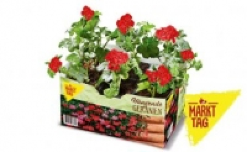 Geranien 2.99 €