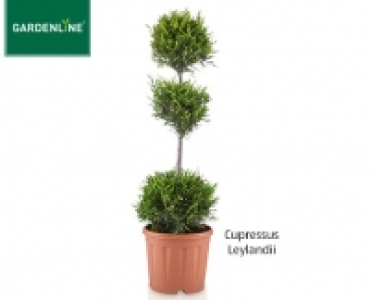 GARDENLINE®Pflanze im Formschnitt 29.99 €