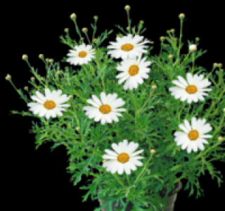 Margeritenbusch 3.99 €