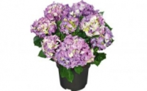 Hortensien 7.99 €