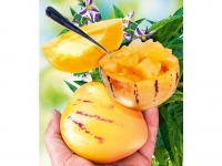 Lidl  Melonenbirne Sugar Gold®,1 Pflanze Solanum muricatum Birnenmelone Su
