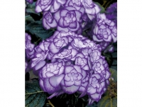 Lidl  Winterharte Freiland-Hortensie Miss Saori blue® 1 Pflanze Hydrangea