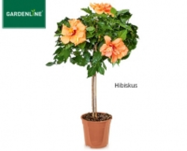 GARDENLINE®Balkon- und Terrassenpflanze 8.59 €