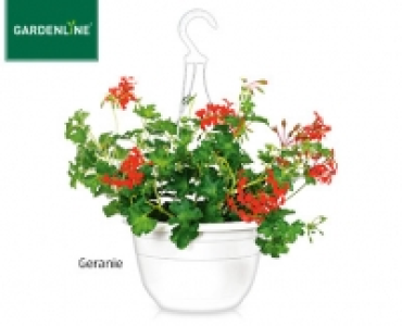 GARDENLINE&reg;Ampelpflanze, bl&uuml;hend 3.99&nbsp;&euro;