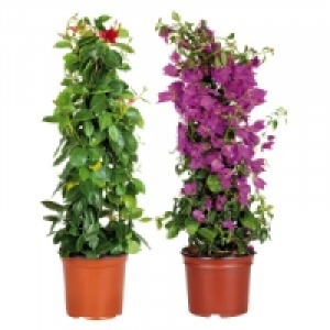 Blühende Pyramide 9.99 €