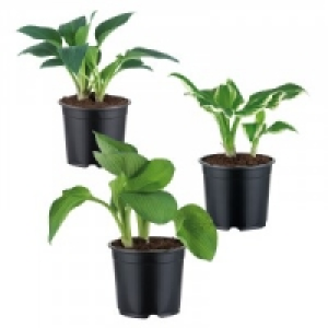 Funkie 1.99 €