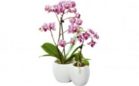 Schmetterlings-Orchidee 9.99 €