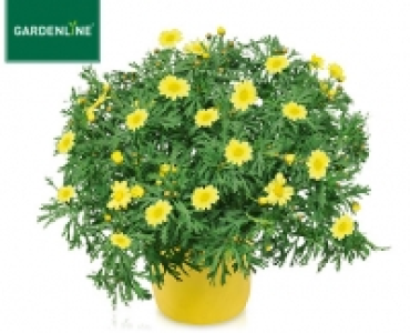 GARDENLINE®Margeriten-Busch 3.99 €