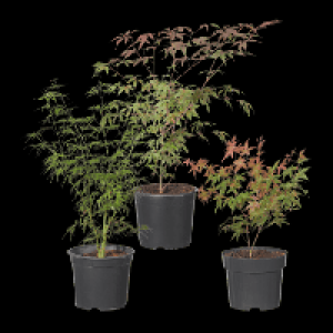 Japanischer Ahorn 6.99 €