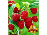 Lidl  Himbeeren TwoTimer® Sugana® , 1 Pflanze, Rubus idaeus