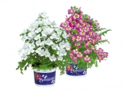 Bauernorchidee 2.69&nbsp;&euro;