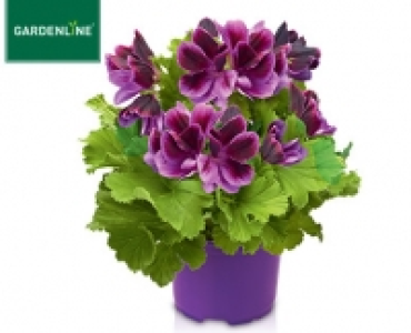 GARDENLINE®Edelgeranie 1.99 €