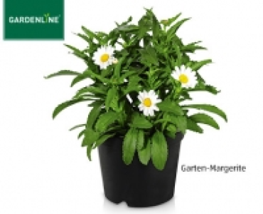 GARDENLINE&reg;Solit&auml;rstaude 1.99&nbsp;&euro;