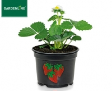 GARDENLINE&reg;Gem&uuml;sepflanze 1.39&nbsp;&euro;