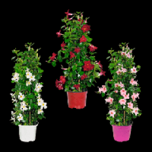 Dipladenia 8.59 €