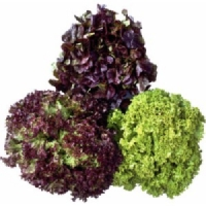 Bunte Salate 0.59 €