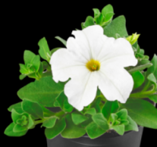 Petunie 0.49 €