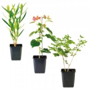 Sommerliche K&uuml;belpflanze 1.49&nbsp;&euro;