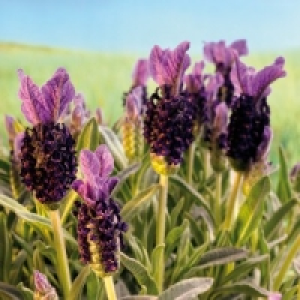 Schmetterlingslavendel 2.59 €