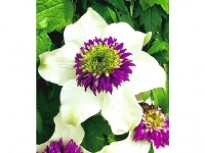 Angebot Lidl Waldrebe Clematis Florida Sieboldii, 1 Pflanze