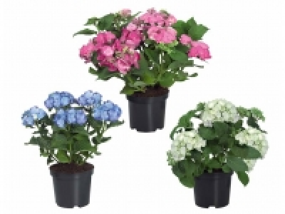 Gartenhortensie 5.99 €