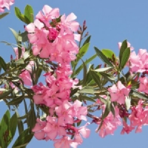 Oleander 3.99&nbsp;&euro;