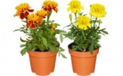 Beet- und Balkonpflanzen 0.69 €