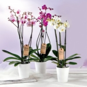 Orchidee Phalaenopsis 7.99 €