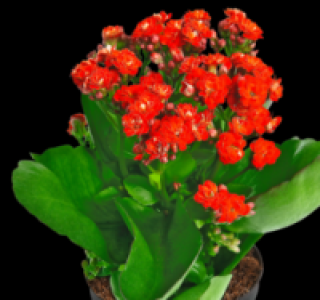 Mini-Bl&uuml;hpflanzen 0.99&nbsp;&euro;