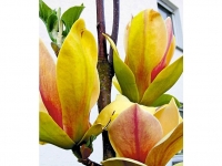 Lidl  Magnolie Sunsation 1 Pflanze Magnolia brooklynensis