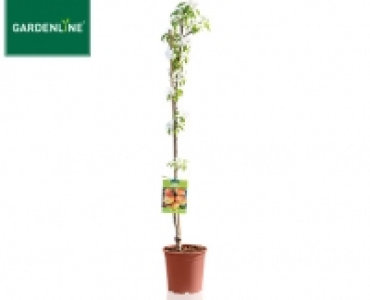 GARDENLINE®Spalier- oder Säulenobst 12.99 €