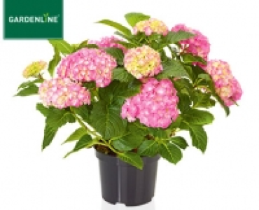 Aldi Süd  GARDENLINE®Gartenhortensie