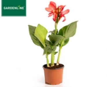 Aldi Süd  GARDENLINE®Sommerblume