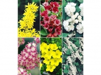 Lidl  5 Meter Blüh-Hecken-Kollektion, Blütenhecke 6 Pflanzen Forsythie, Weig