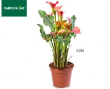 GARDENLINE®Exotische Blühpflanze 5.99 €