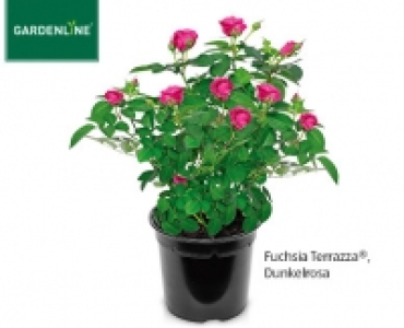GARDENLINE®Rose, exklusiv 4.59 €